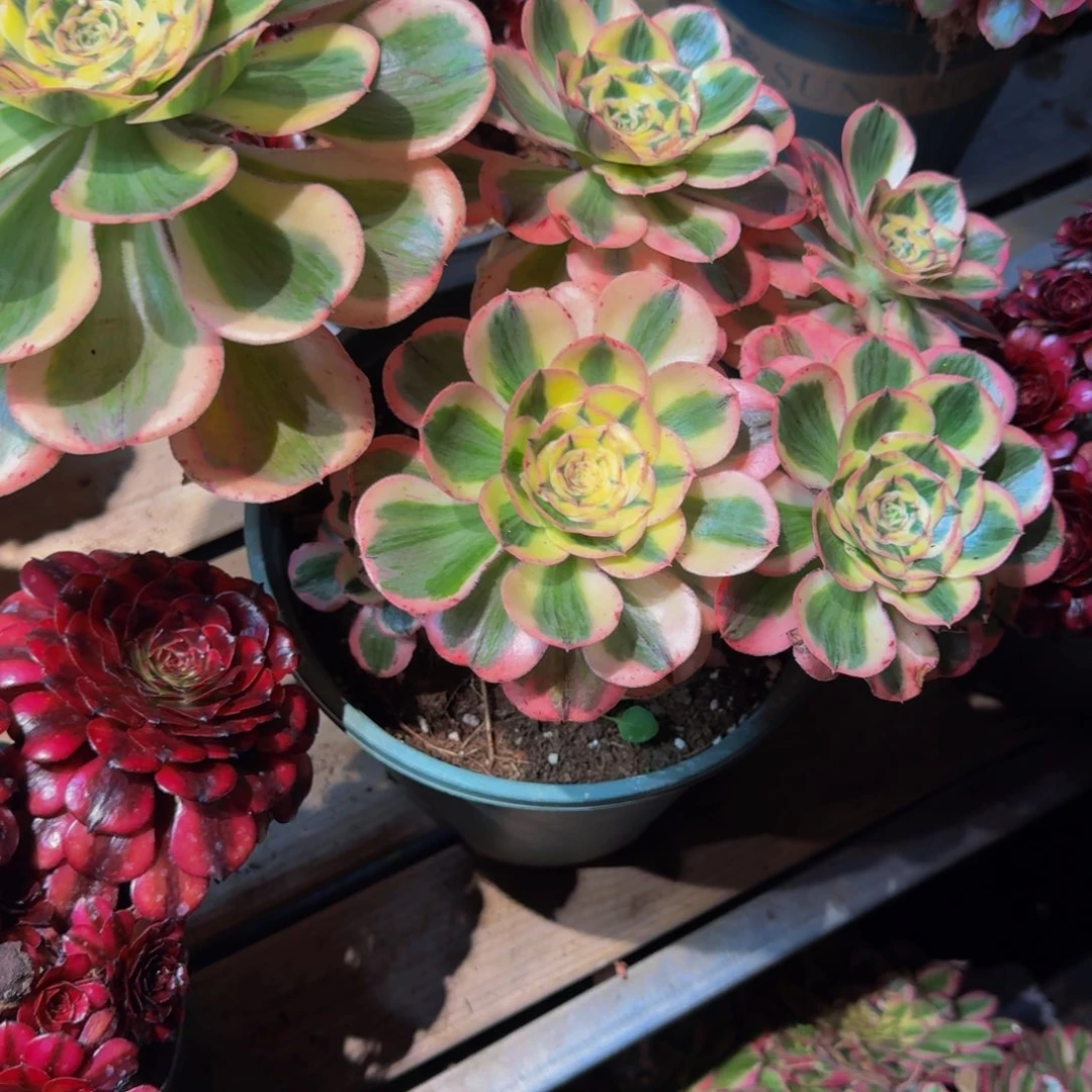 用***7705多肉植物法师号