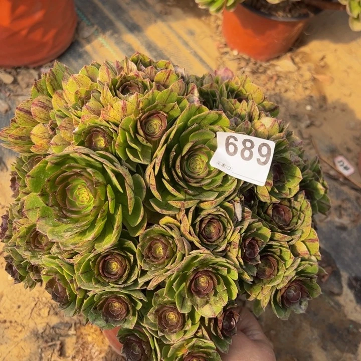 万拉丝多肉植物689