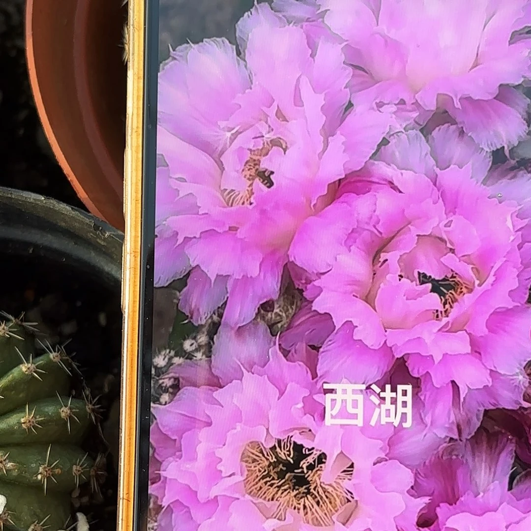 新粉落彩带根彩仙人球4/5公分