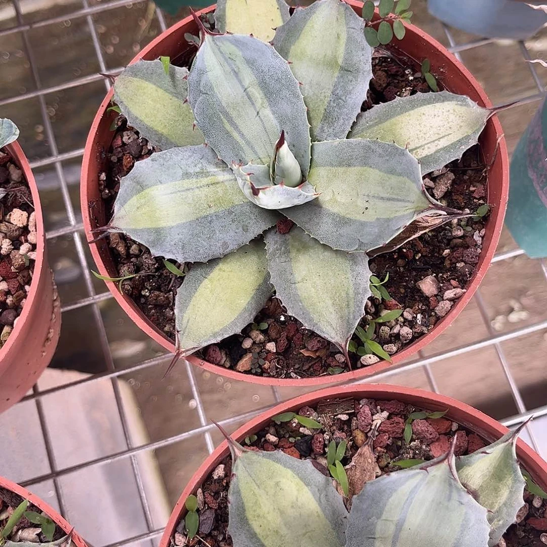 衋***虚空藏浅中斑龙舌兰花卉
