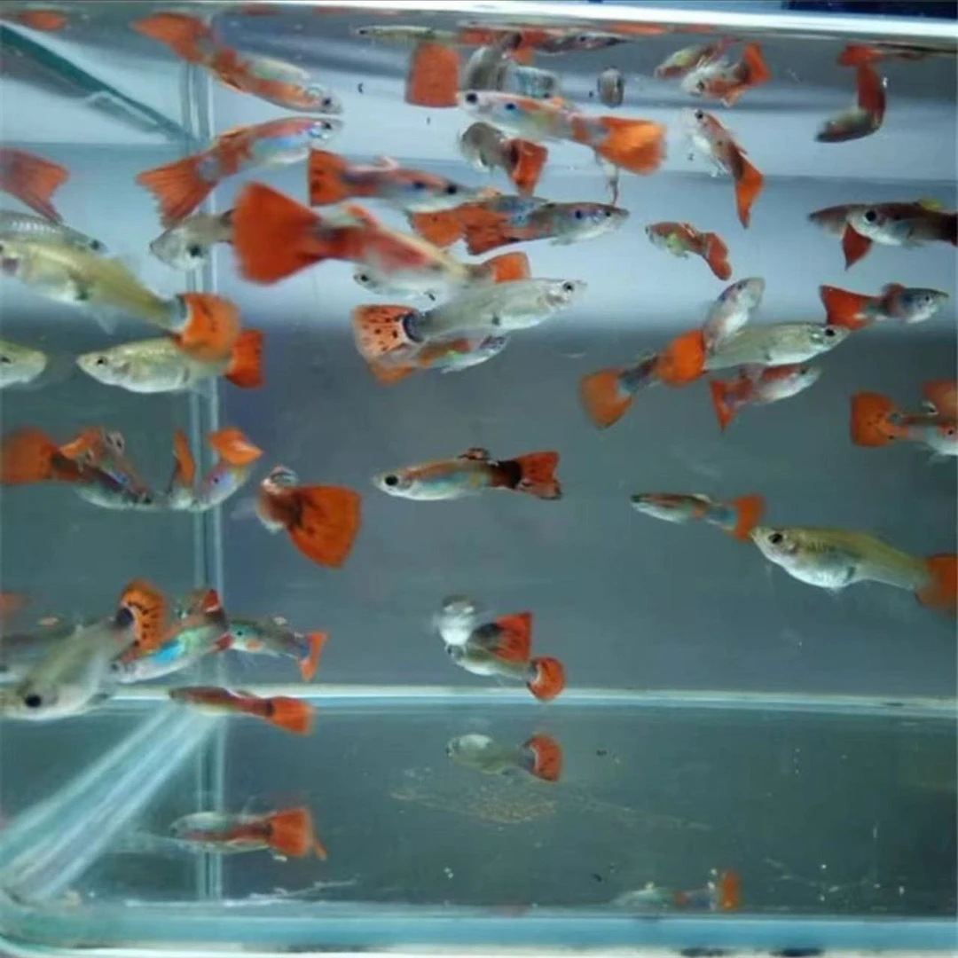 【30条孔雀鱼】小型观赏小鱼简单耐活好养热带小鱼练手便宜小鱼