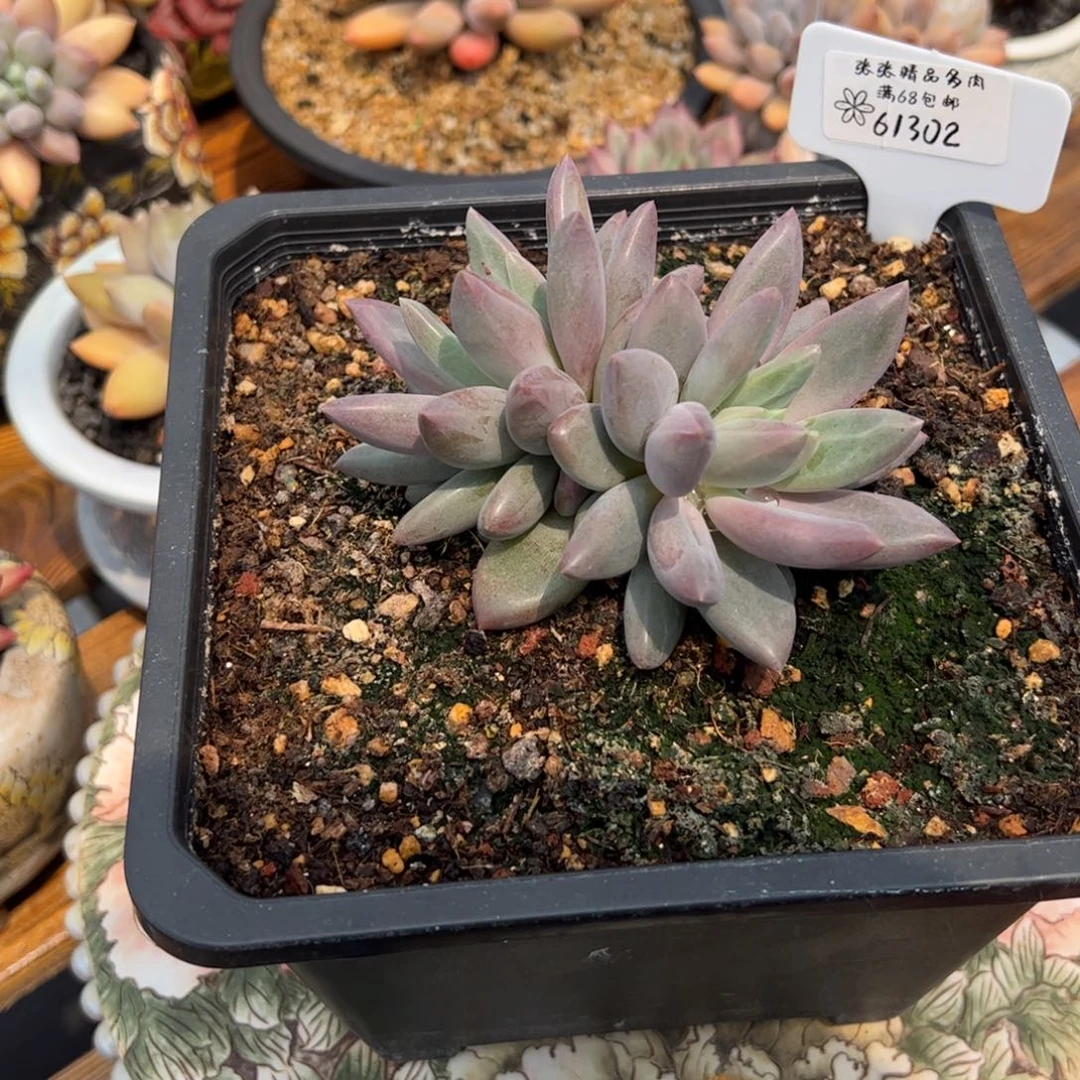 61302水晶球张张精品多肉