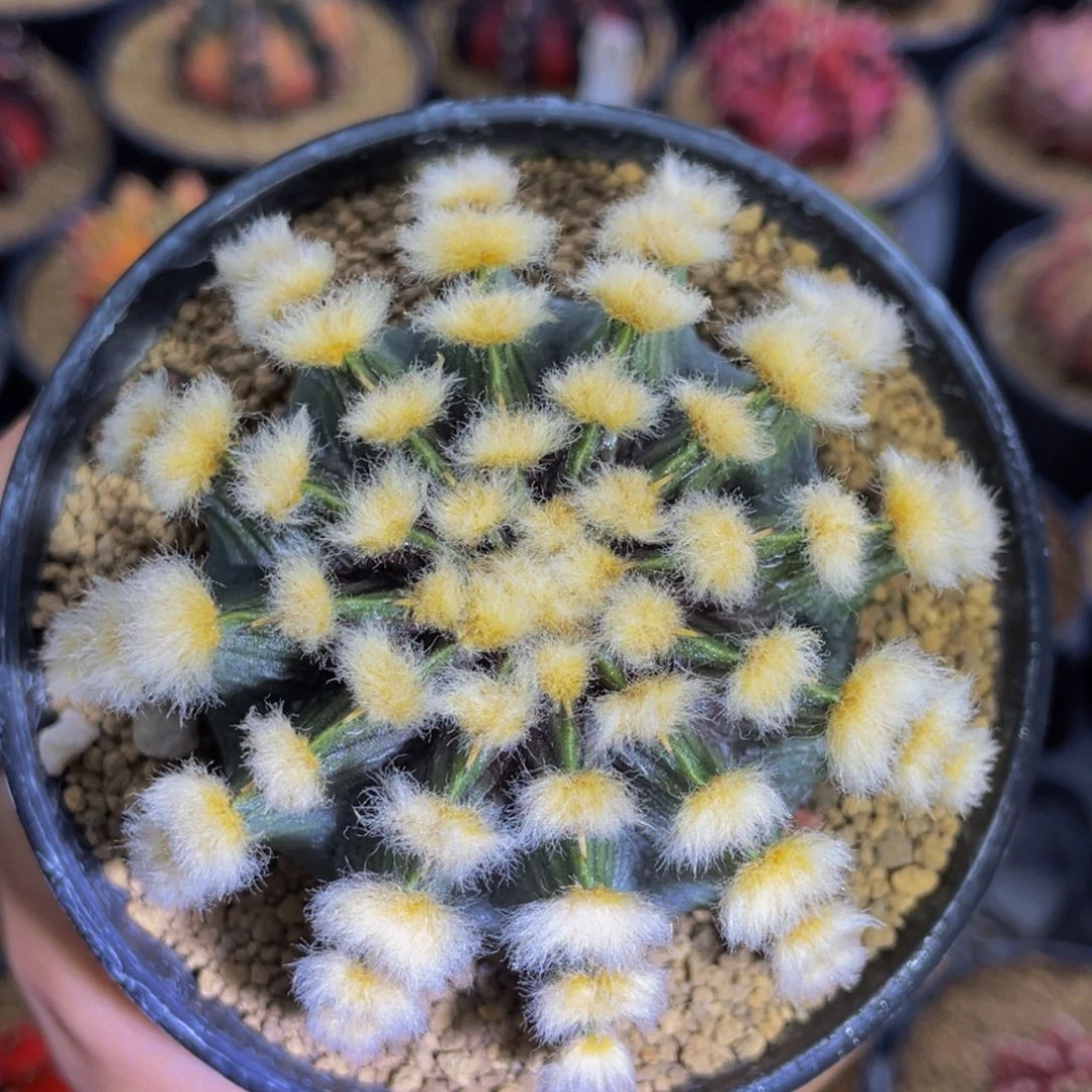 高绒000000000000666