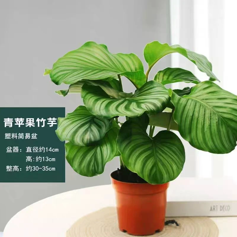 青苹果竹芋盆栽室内四季常青净化空气好养易活观叶绿植搬新家植物
