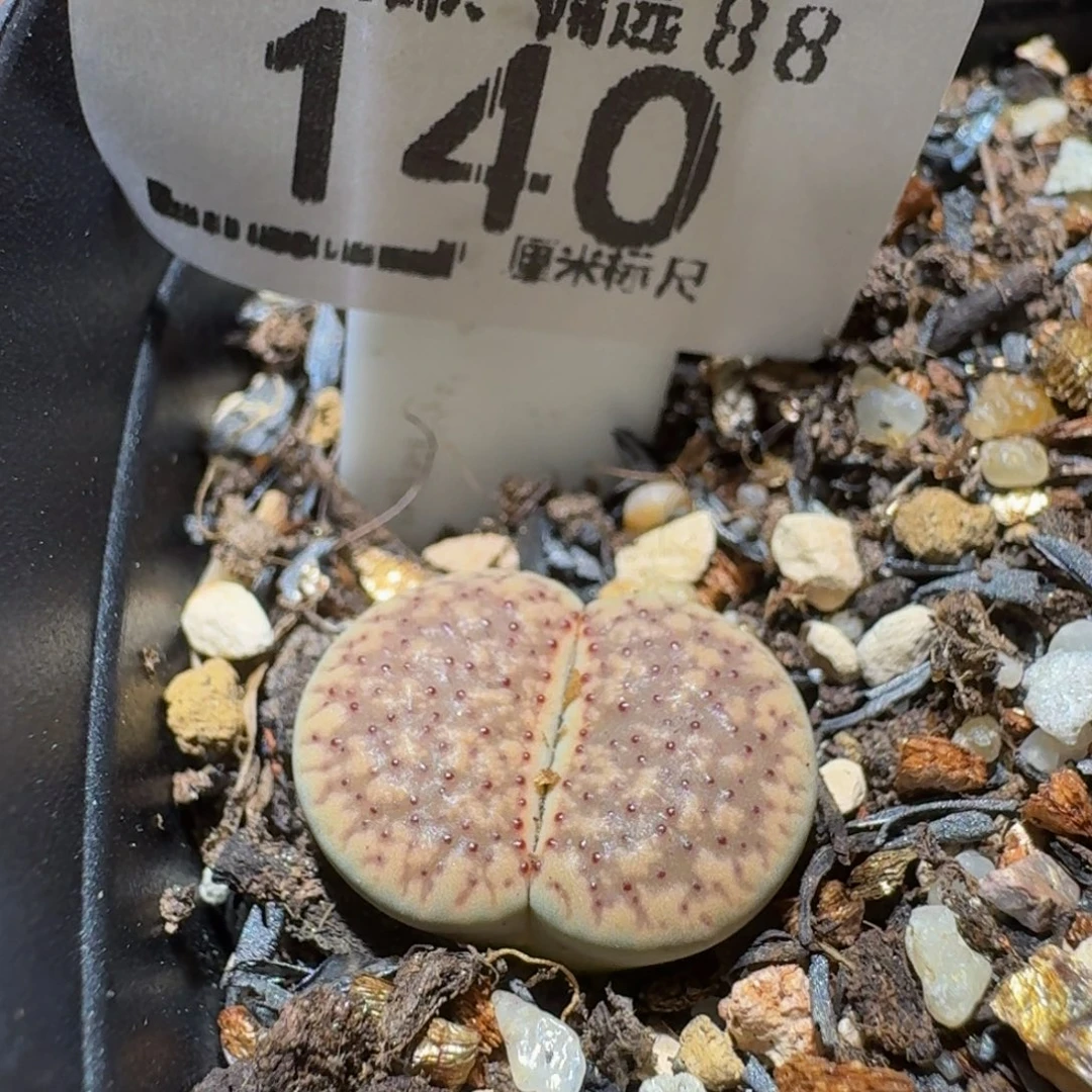 Ssss精品生石花140血点