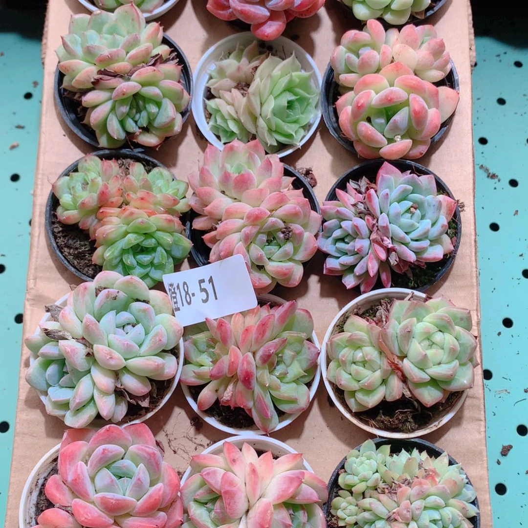 18-51一物一拍多肉带盆18颗