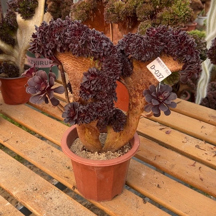 037 欧紫缀高33 公分不售后