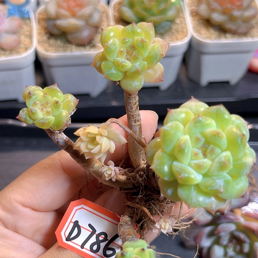 D786 一物一拍 冰魄