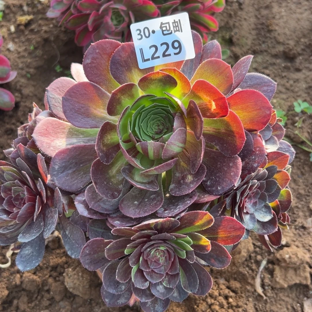 229花月夜满20包邮，