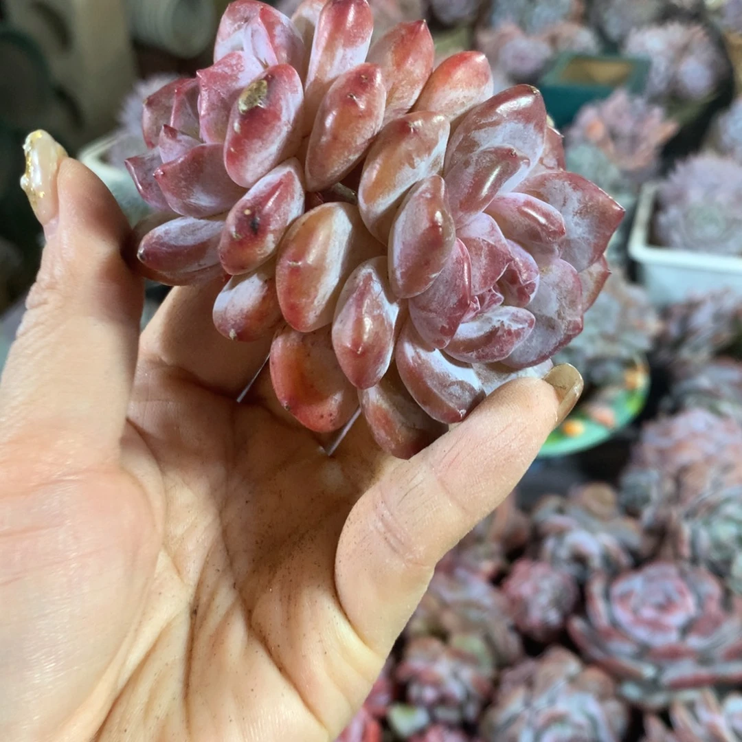 石榴籽哈哈哈哈哈哈哈哈哈，