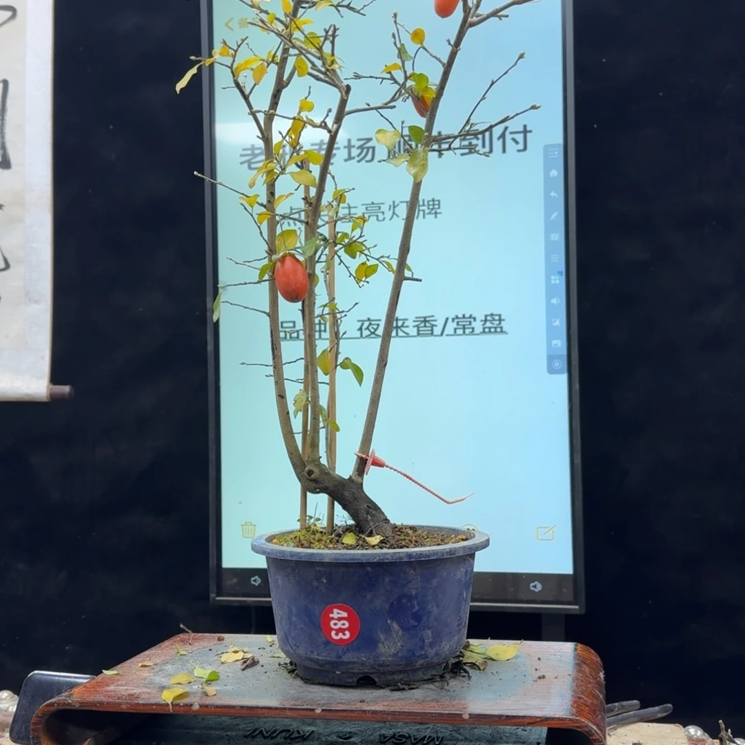 盆景不包邮顺丰到付用****9483