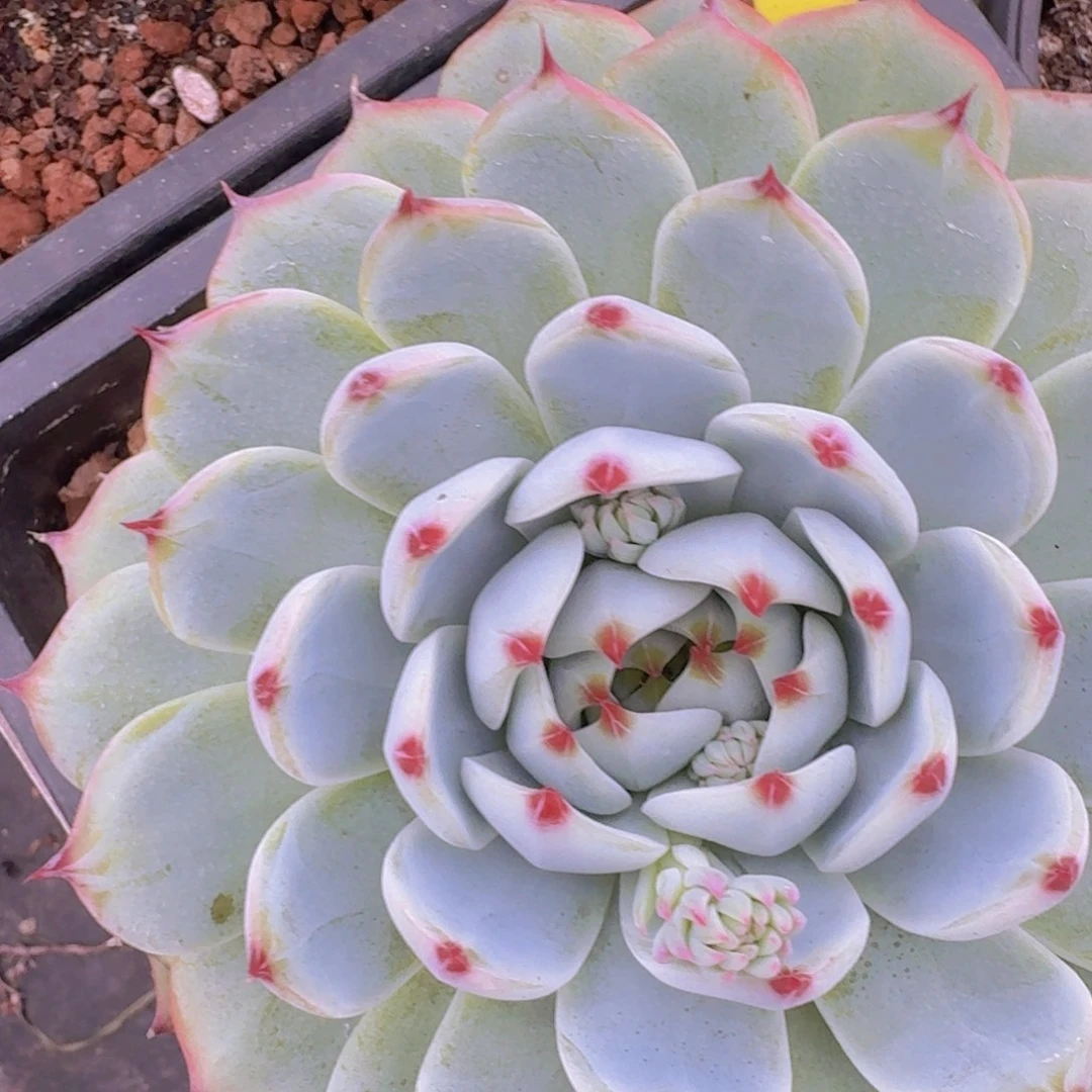 花***轩2102吉娃娃凡艺多肉