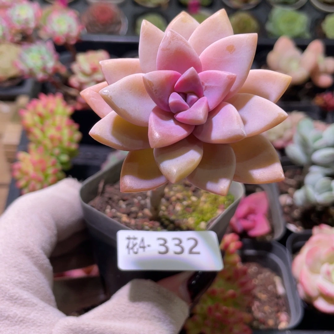 花利美 4-332淡雪单头