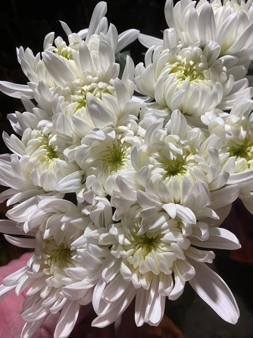 江苏基地直发黄白菊鲜花水养高品质家用水培鲜花