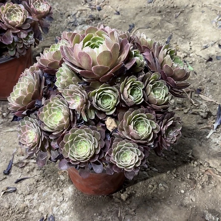 ?***l多肉植物莲花座69