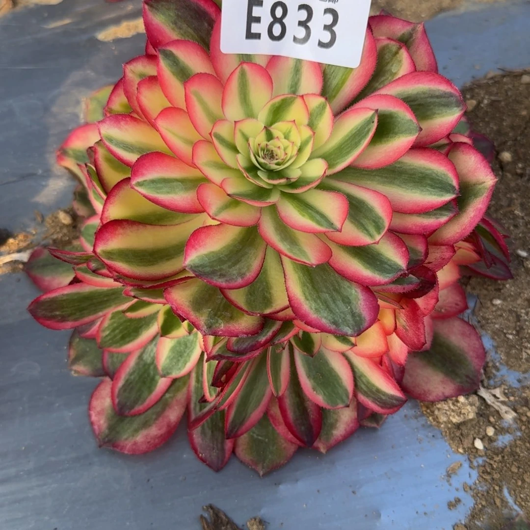 833荔枝多肉植物