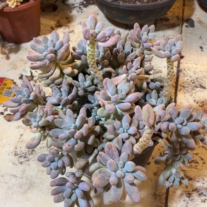 叶***。            汤圆。          1