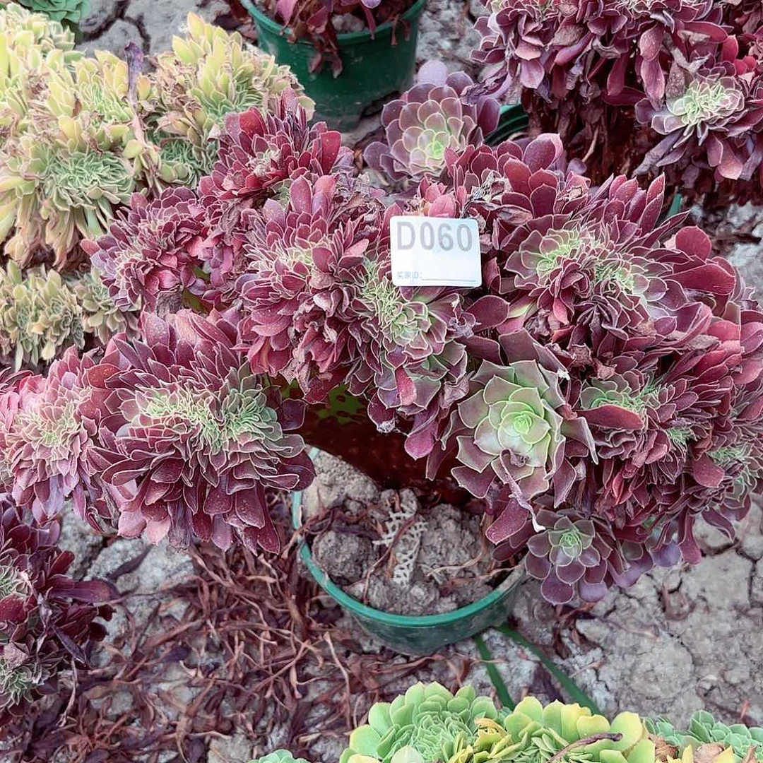 欧紫正板缀化9-060