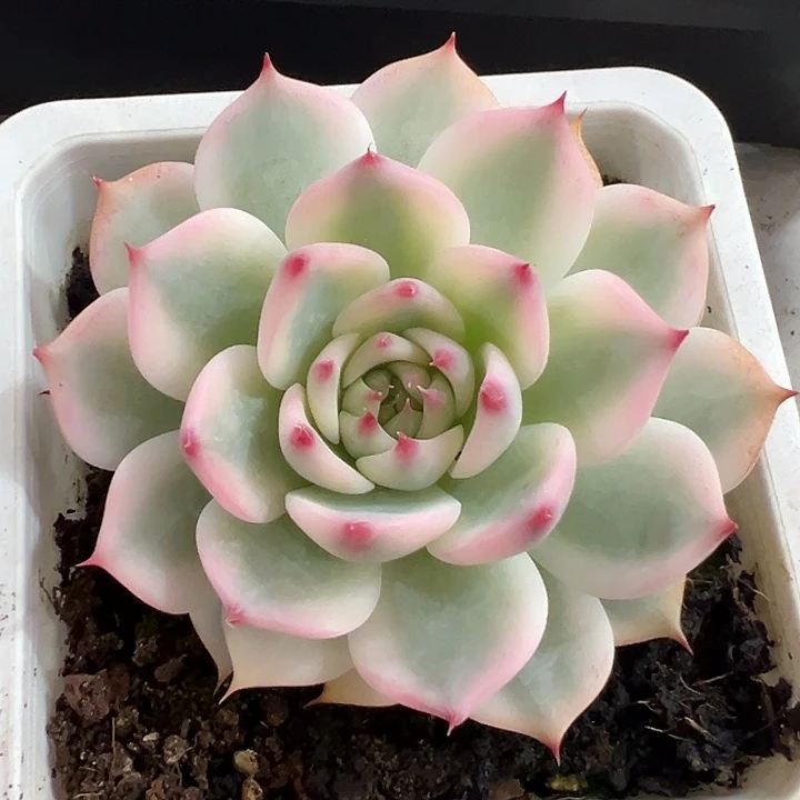 吉娃娃锦多肉植物