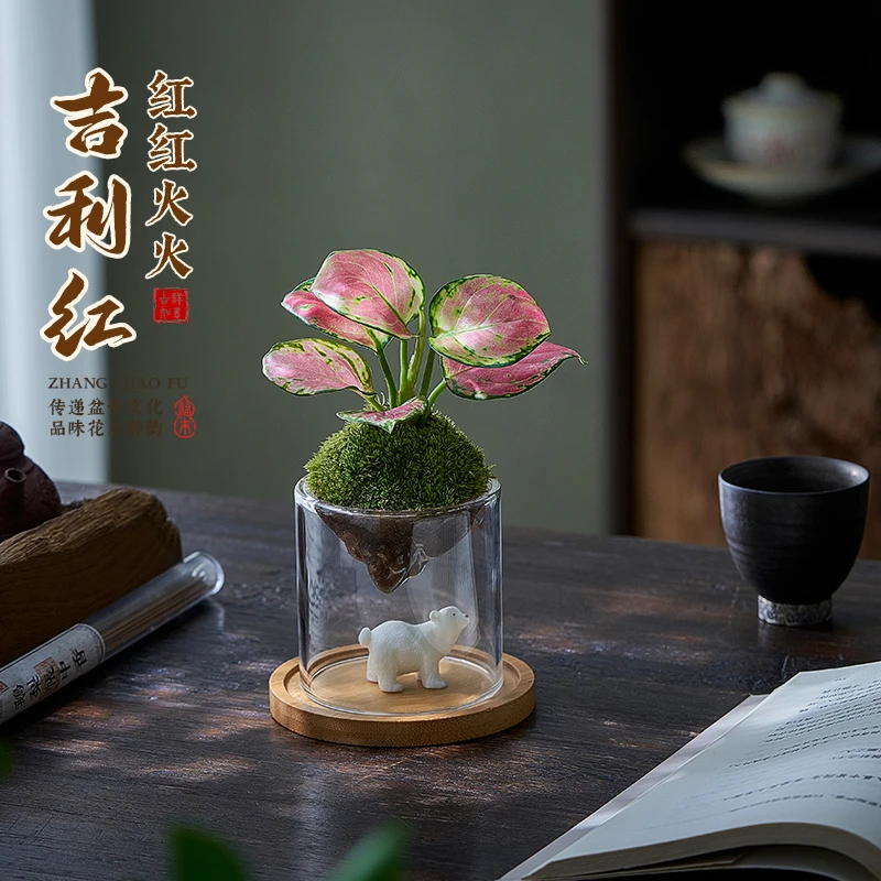 苔藓微景观造景绿植创意趣味室内懒人好养办公室桌面小盆栽送礼物