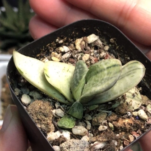 奶油蜗牛白锦母本带盆发货哈哈哈