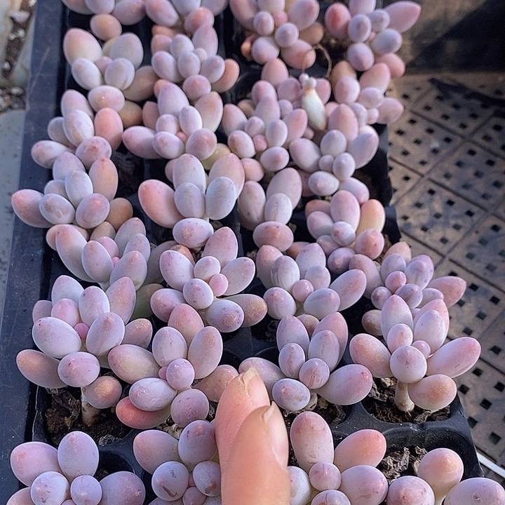 180-181 多肉植物盆栽植物