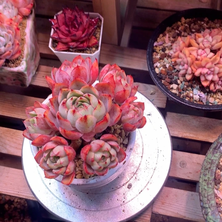 赫拉手捧z z z z z z