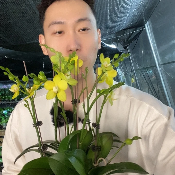 无花朵吉祥如意7寸