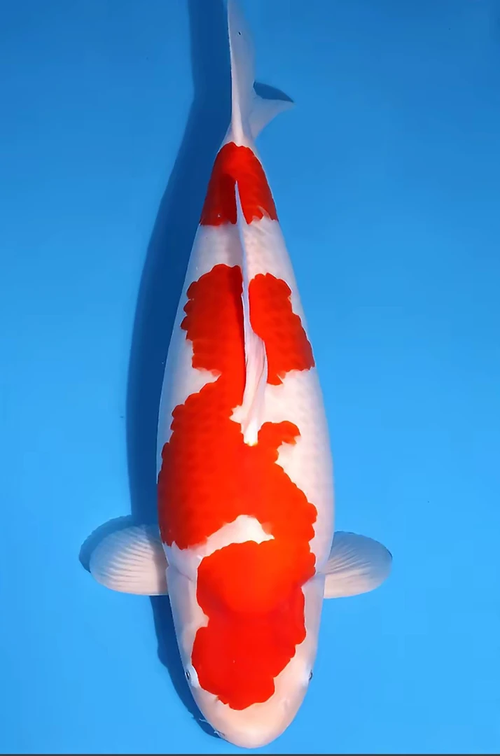 红白锦鲤郭斌的鱼太原系血统锦鲤锦鲤观赏鱼