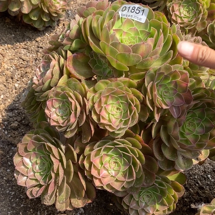 01851荔枝中班多肉植物