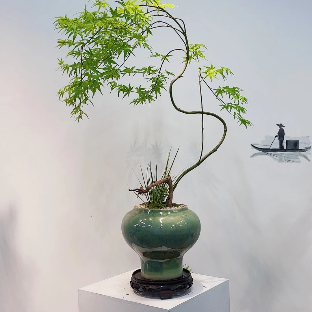 高端绿植一物一拍