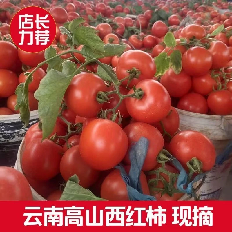 Y云南老品种沙瓤小番茄西红柿蔬菜农家自种现摘自然熟酸甜皮薄