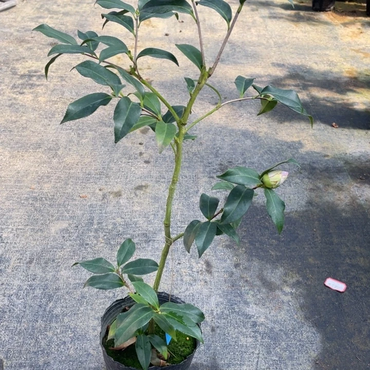 完全开放茶花糖果屋