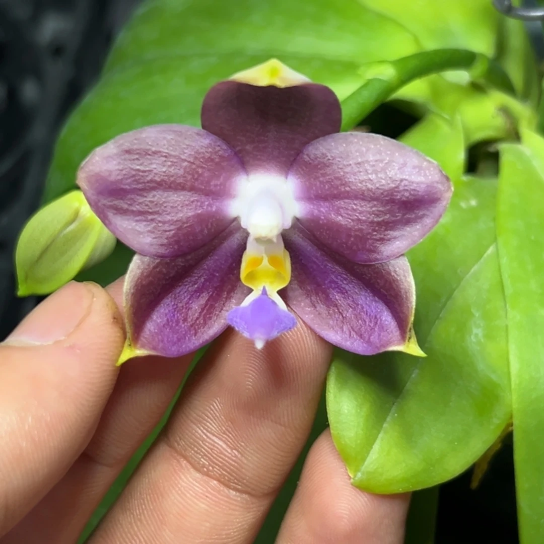 完全开放l135三寸ys1209