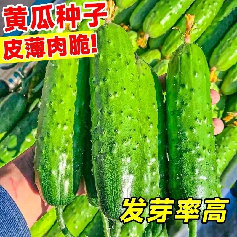 【满5件包邮】满地爬水果黄瓜种子四季庭院阳台盆栽黄瓜籽种