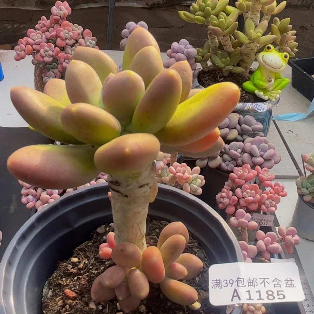 185/9cm芒果奶多肉