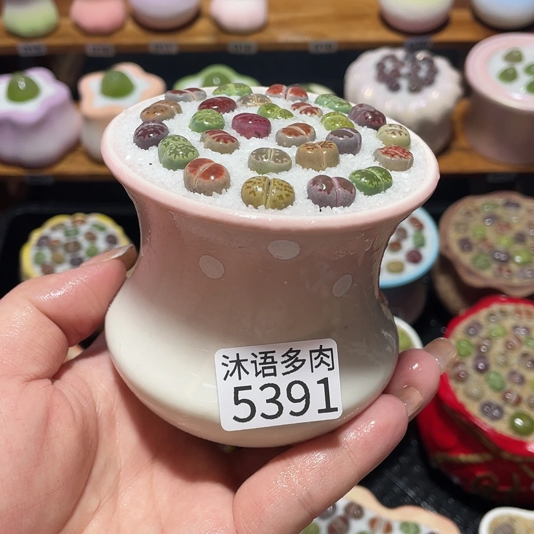 带盆土植物 一物一拍5391