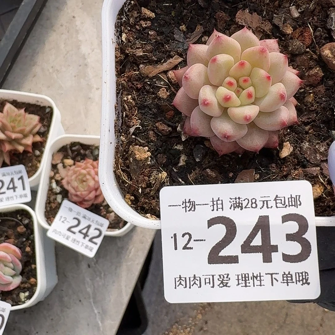 红精灵无盆土发货