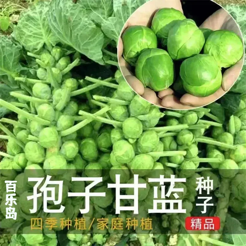 孢子甘蓝孢子甘蓝菜种子苗蔬菜种籽四季盆栽小院小包菜卷心蔬菜