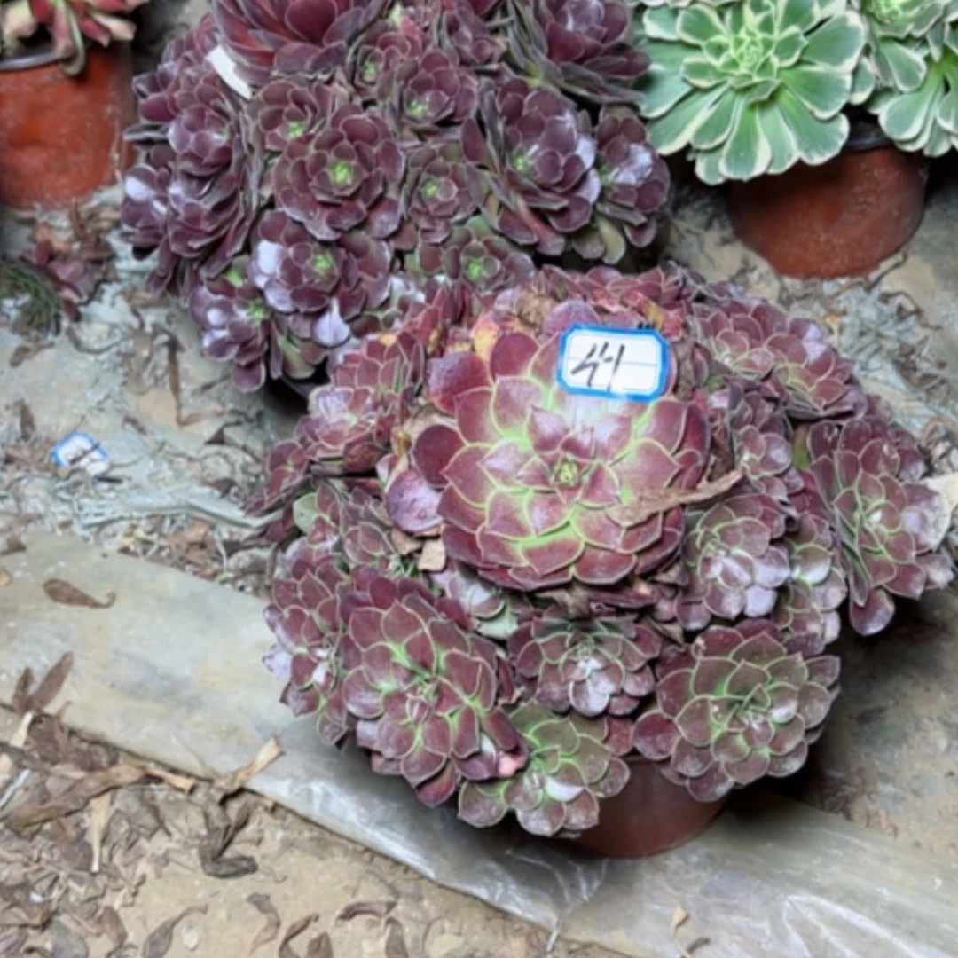 【闪购商品】艾伦41