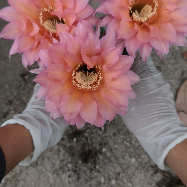 当前无花栽培后可以开花摘花脱土发货058