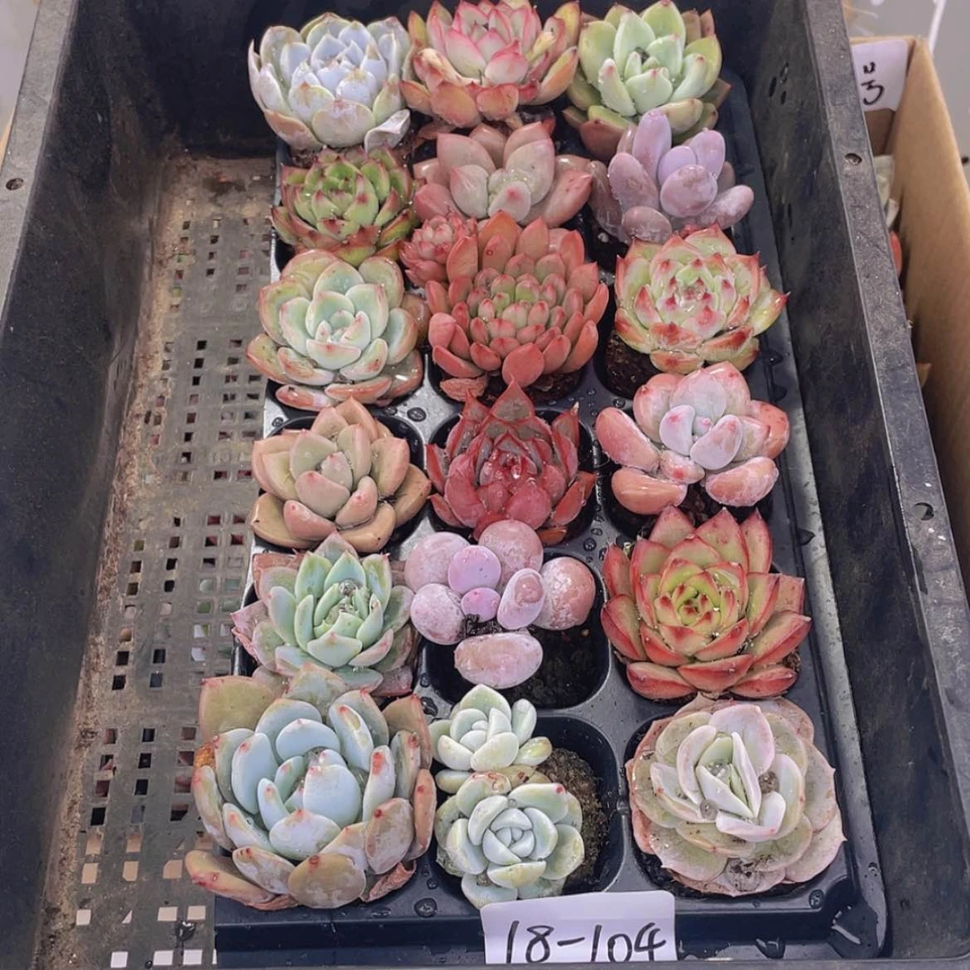 【闪购商品】18颗-104