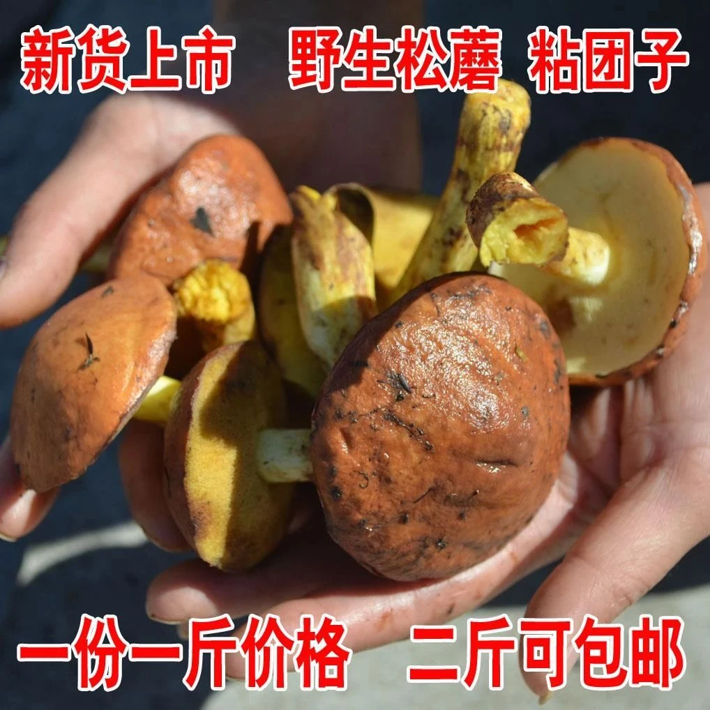 东北特产野生松蘑新鲜焯水加盐粘团子牛干菌松饿子500克二斤