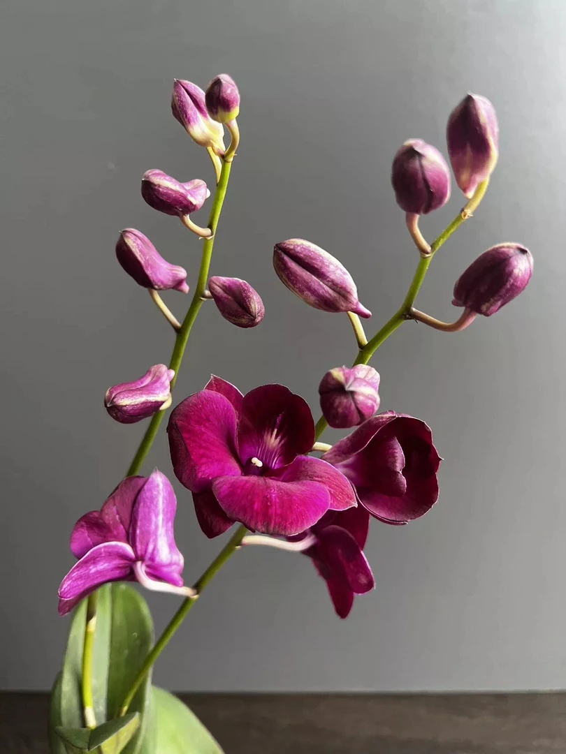 （小胖）石斛兰1058《新熊猫》石斛盆栽四季开花秋石斛绿植好养室内外