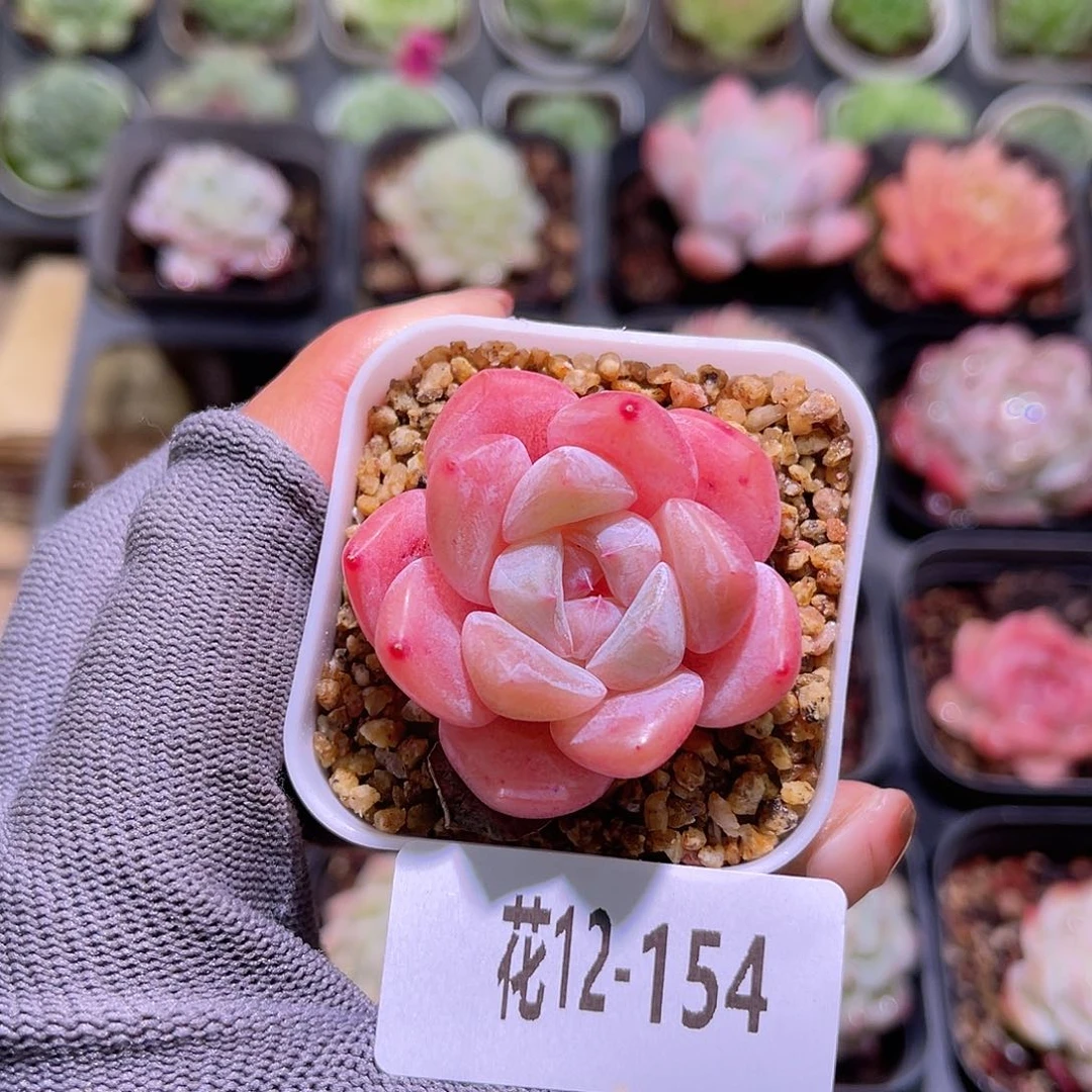 花12-154冰娃娃单头