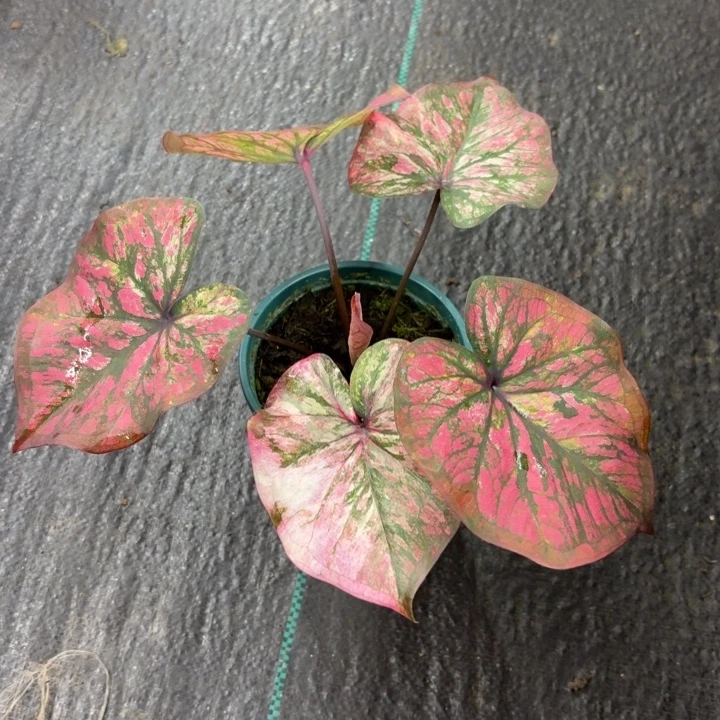 完全开放泰国彩叶芋31