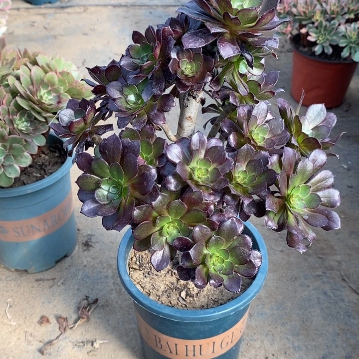 黑法多肉植物41。