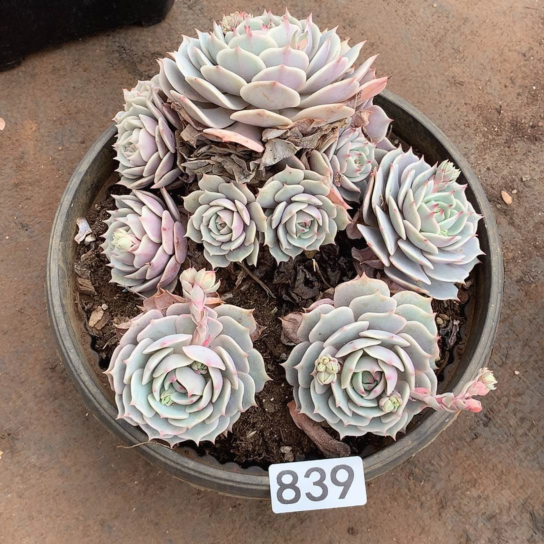 839露娜一物一拍多肉