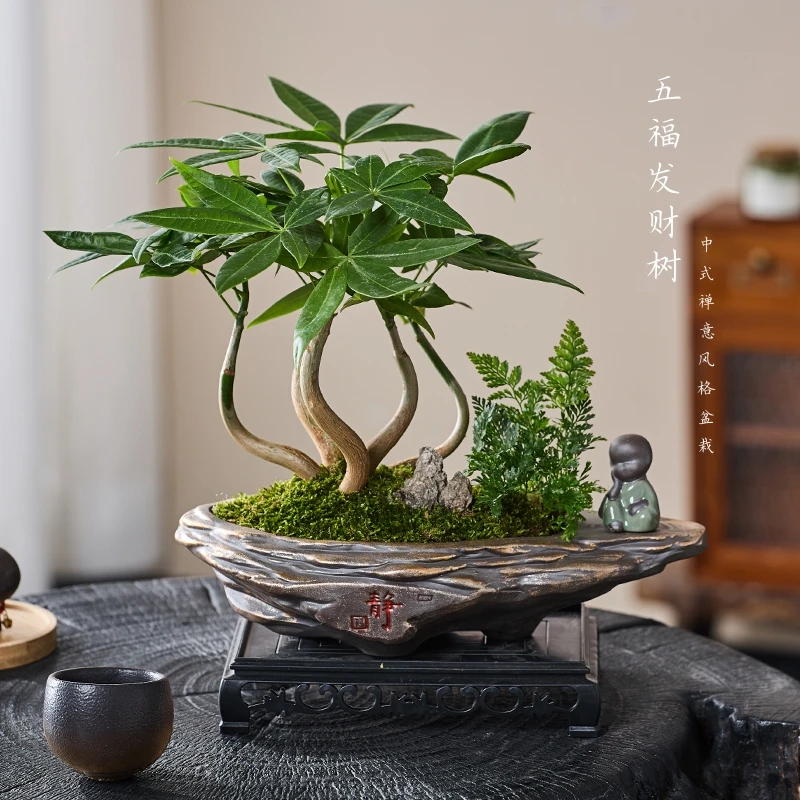 五福发财树招财绿植盆栽室内客厅办公室招财桌面茶几耐阴好养花卉