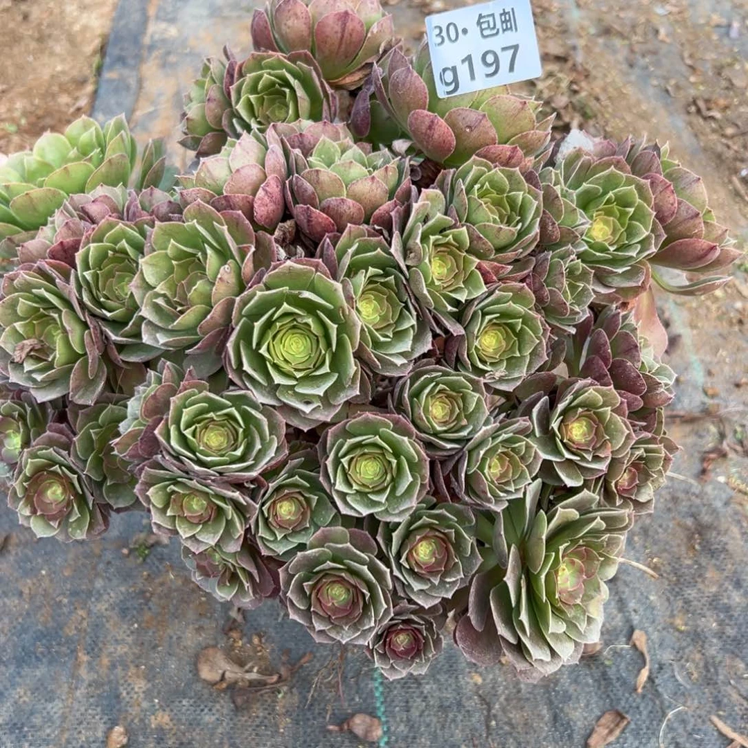 197沙拉碗多肉法师